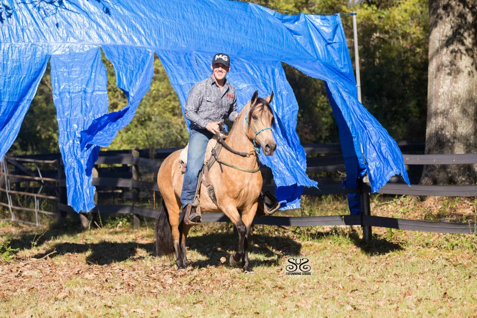 50% Off Horse Training With $500 Deposit Today