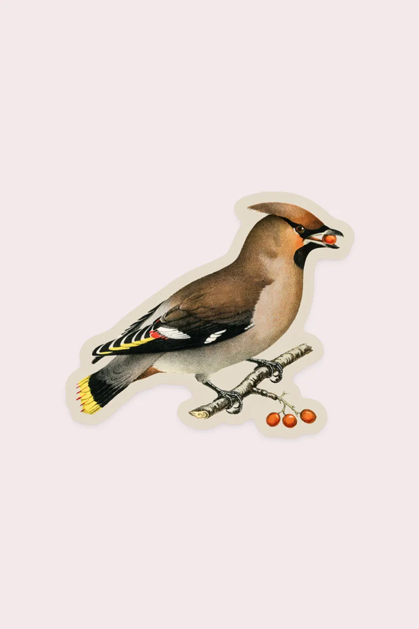 Wary Waxwing - Gap Filler Sticker